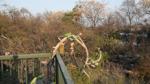 Parakeets Feast Along With Pigeons, Hornbill Appears Later.