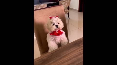 New Funny Animals 😂 Funniest Cats and Dogs Videos