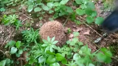 Dog and Hedgehog