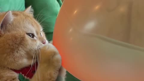 The cat inflates the balloon - Cat Funny video - Funny video for kids