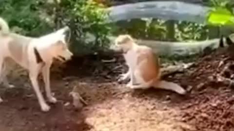 Funny Animals fails😹