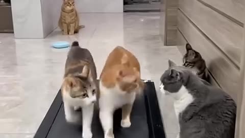 Treadmill Cats in Motion