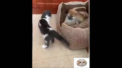 Best funny cat