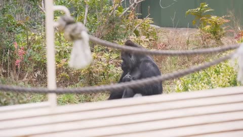 Gorillas Annoyed By the Hyperactive Young Male