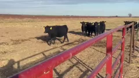 Feeding Time in West Texas