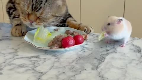 Tom and Jerry