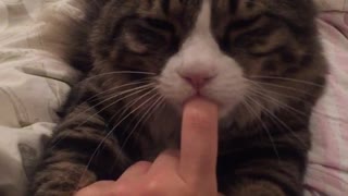 Cat sucks on owner's finger