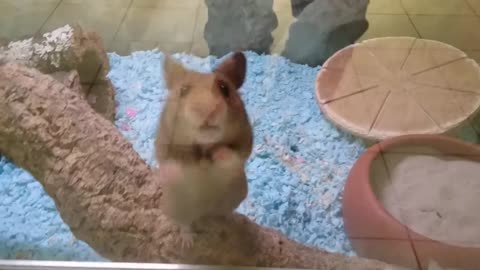 Cute Hamster Video