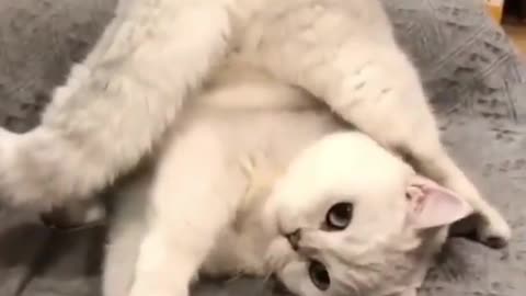 cute cat video