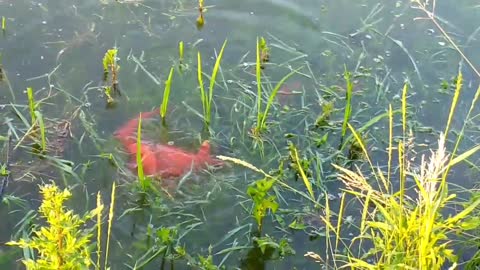 Koi carp fishes naturally breeding in paddy fields beautiful video