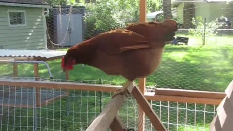 Chicken on the Balance Beam #chickens #chickencoop #backyardhomesteading #animals #nature #528hz