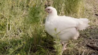 Harvest Haven Chickens - Living the Good Life