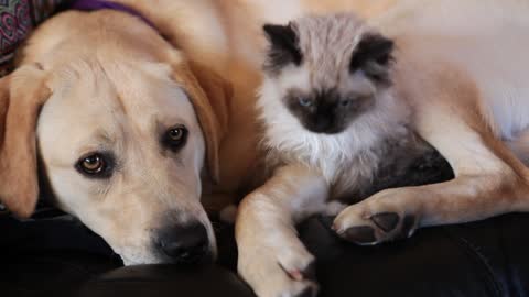 Kitten and puppy preciously snuggle together
