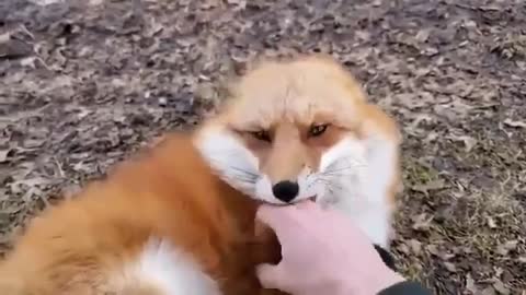 Laughing young foxes