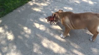 Cachorro de Bulldog Inglés confronta a una araña robot