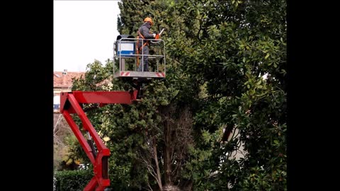 ELM's Tree Services and More - (765) 217-6166