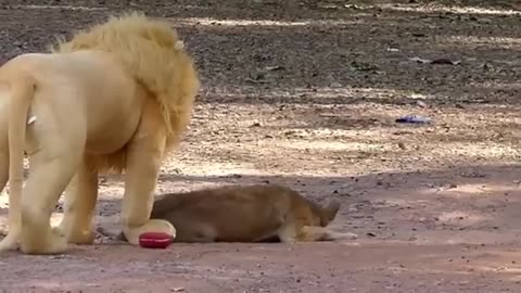 Fake Lion prank