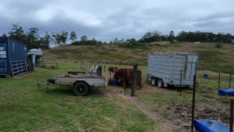 56 - Feeding Calf's, drone back in the air 31 7 2022