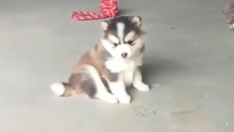 barking from puppy