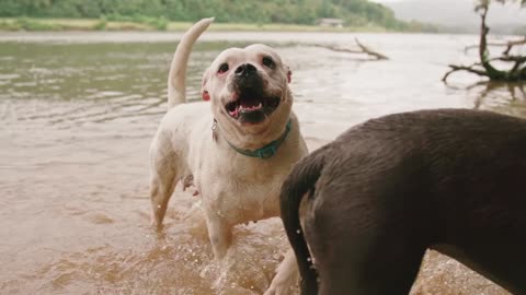 Dog fighting / Dog shouting / New funny video