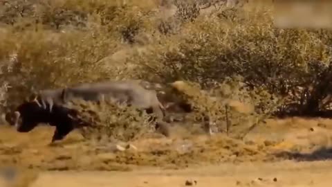 Lion's Failed Hunt Is Prevented By Hippo - Great Battle Of Lion Attack Hippo-15