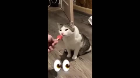 "Cat Atrocities: Wasting Toilet Paper, Drinking Water, and More! Funniest Compilation"