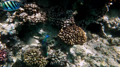 Beautiful coral reef and Parrotfishes Ctenochaetus striatus