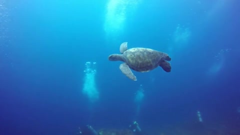 Scuba divers tucked into crevices encounter incredible wildlife