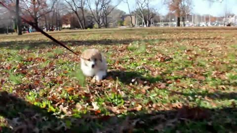 Corgi Running Faster