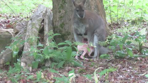 Albino Wallaby Joey Struggling to Climb into Mother's Pouch