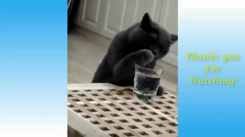 Cat Secretly Drinks Water