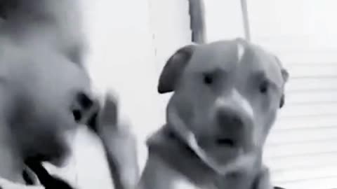 Dog Slap Owner after Getting Irritated