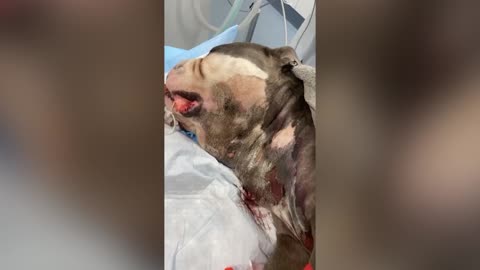 A dog is fighting for his life after being poisoned from a deadly bite while playing at the park