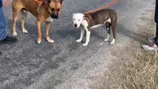 #5 orange lead male tan mastiff mix #6 female bindle white Feb2022