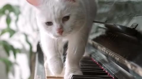 A cute cat playing himself.