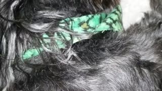Black dog green handkerchief sleeps on bed