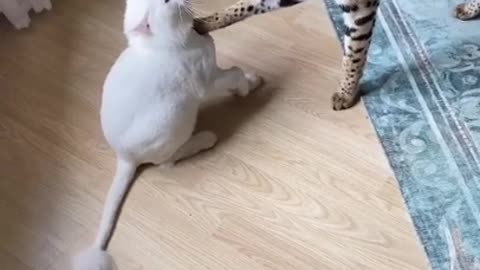 Wild Cat Vs Pet Cat