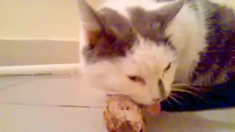 Mad cat eating meat