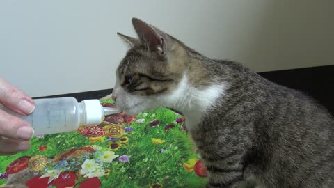 Small Cat Drinks from Baby Bottle