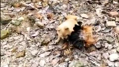Chicken VS Dog Fight - Funny Dog Fight Videos!!!
