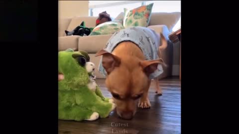 Funny and cute pets playing MUST WATCHED