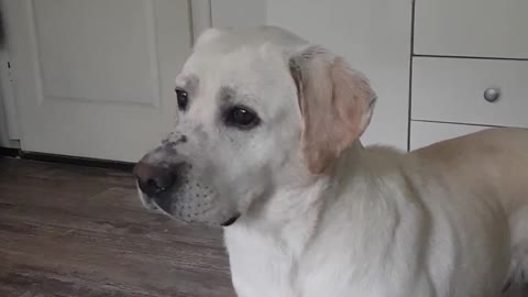 Rescued labrador - Stunning reaction on baby's crying sound effect