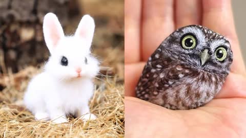 SMART AND CUTE BABY ANIMALS | BABY ANIMALS MOMENT