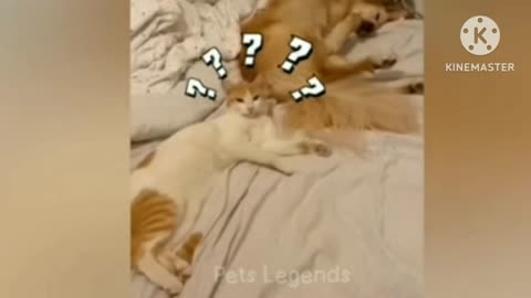 cat funny reaction video
