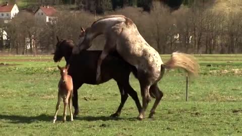 HORSE BREEDING.HORSE MEETING 🤝