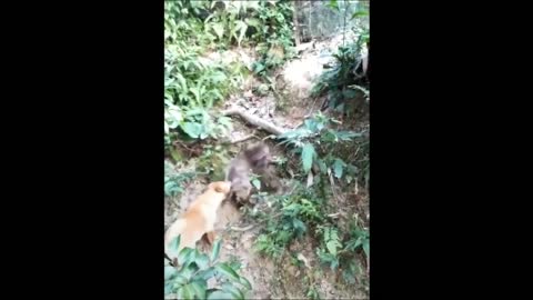 Dog VS Dog Funny Fight Funny Animal