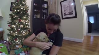 Surprised my wife with a golden retriever puppy for Christmas