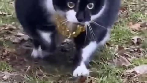 Funny cat videos part-31