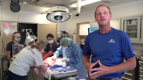 Life-Saving Sea Turtle Surgery At SeaWorld Orlando