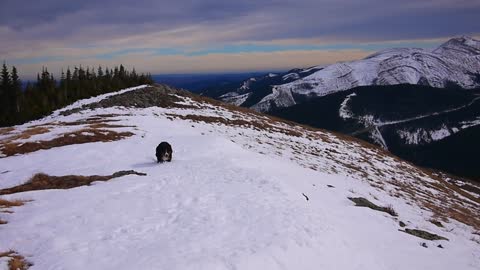 Breath taking view and the excited bernese mountain dog